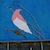 bluebirdsmall1.jpeg